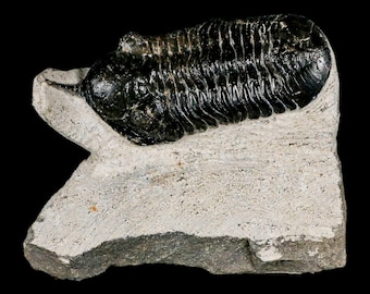 三葉虫モロッコ産⑥ホラルドプスHollardops？化石デボン紀修復跡有り モロッコ産デボン紀の三葉虫、ホラルドプス・ハイフィンケリ