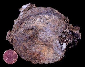 3.8インチ エドモントサウルス 恐竜化石 椎骨 ランスクリーク層