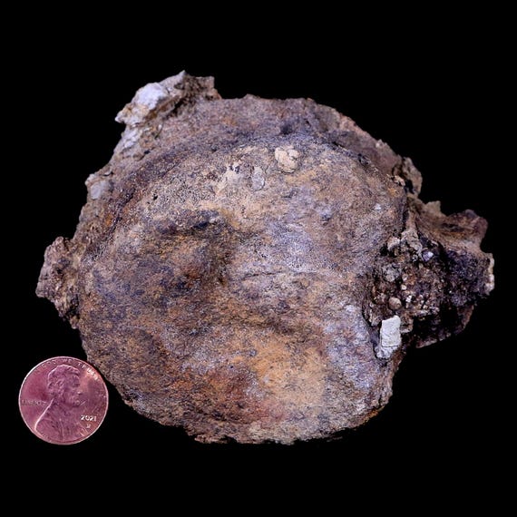 3.8インチ エドモントサウルス 恐竜化石 椎骨 ランスクリーク層