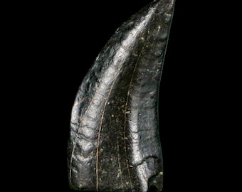 1.6インチ 幼体ハドロサウルス カモノハシ 恐竜化石 つま先骨 ランス