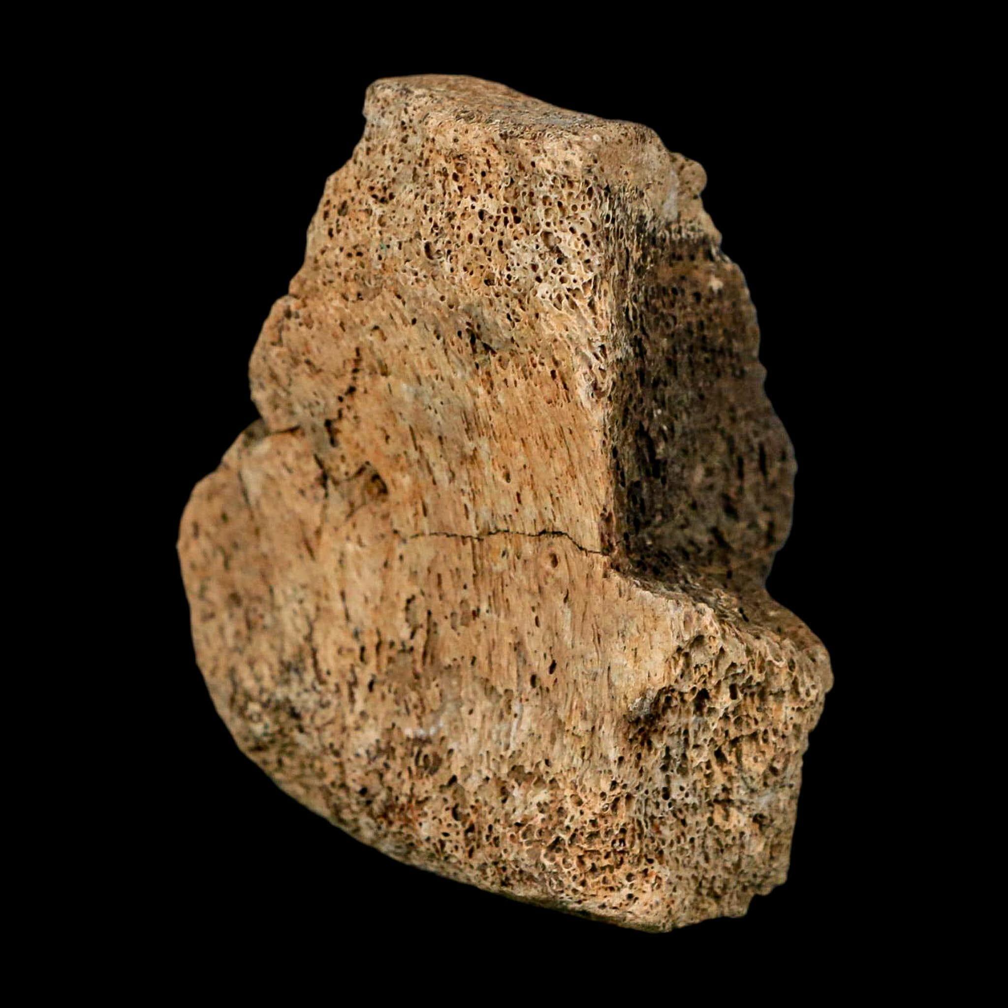 2.4インチ ハドロサウルス恐竜化石 椎骨 ヘルクリーク層 モンタナ州