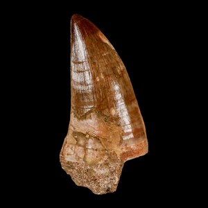 XL 2.2" Mosasaur Prognathodon Fossil Tooth Cretaceous Dinosaur Era Oued Zem Morocco Certificate of Authenticity Free Stand Free Shipping
