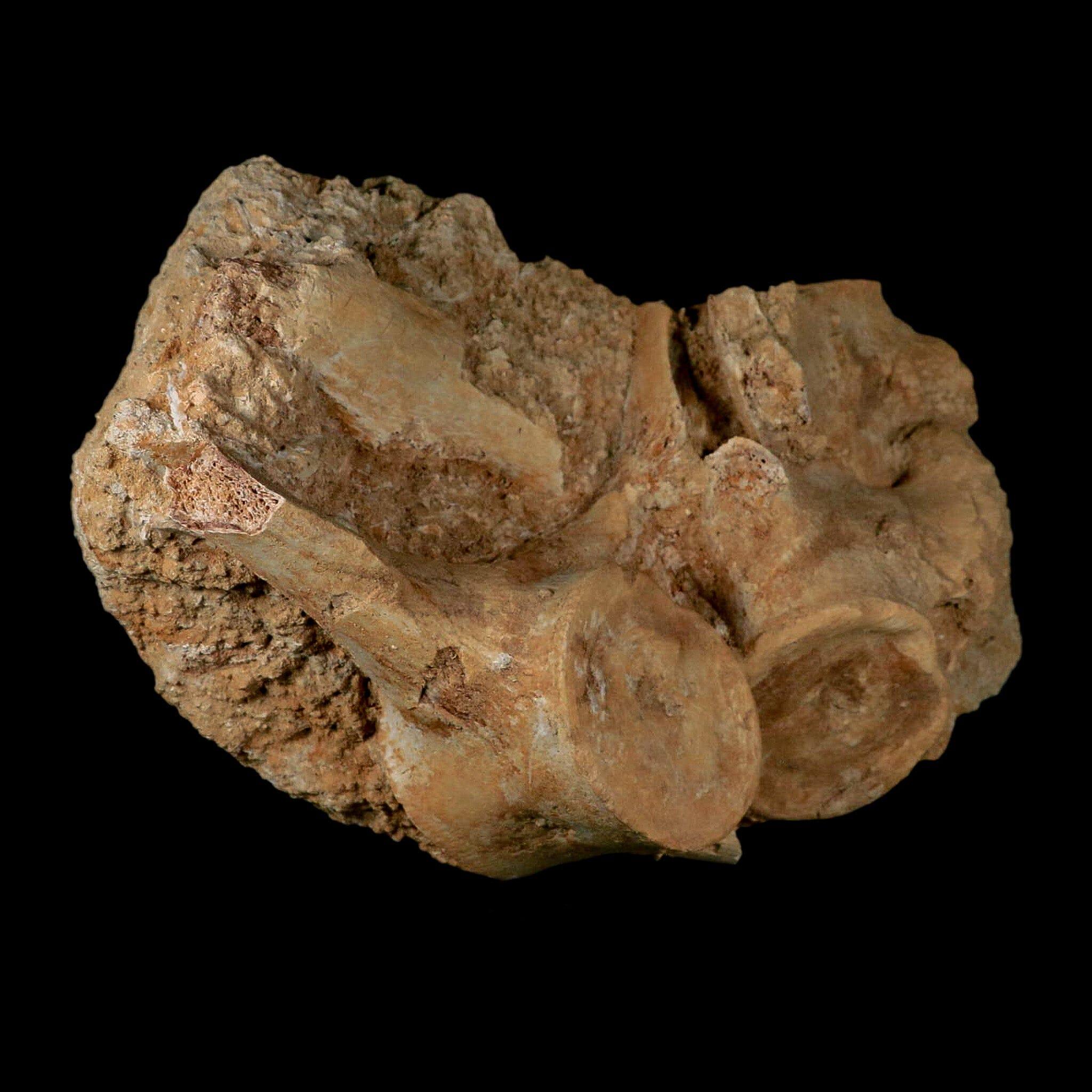 プレシオサウルスの椎骨の化石 プレシオサウルスの化石椎骨3個入り（白亜紀恐竜時代、ザラファサウラ