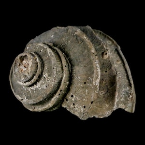 1.9 "Ecphora Gardnerae Gastropoden Fossil Muschel Lee Creek Biozön Epoche North Carolina Versand versandkostenfrei