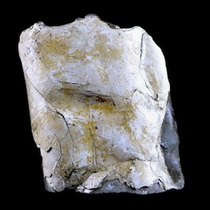 2.3" Baculite Fossil Opalized Cephalopod Late Cretaceous Bear Paw Shale Montana Squid Free Shiping
