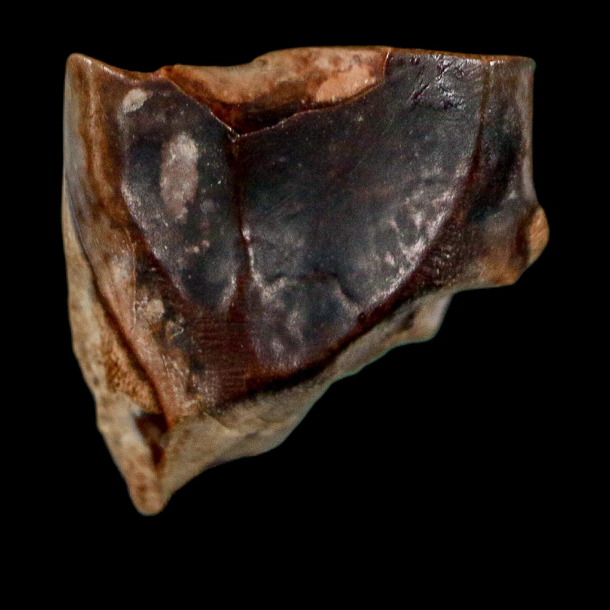 FossilAgeMinerals - Etsy 日本