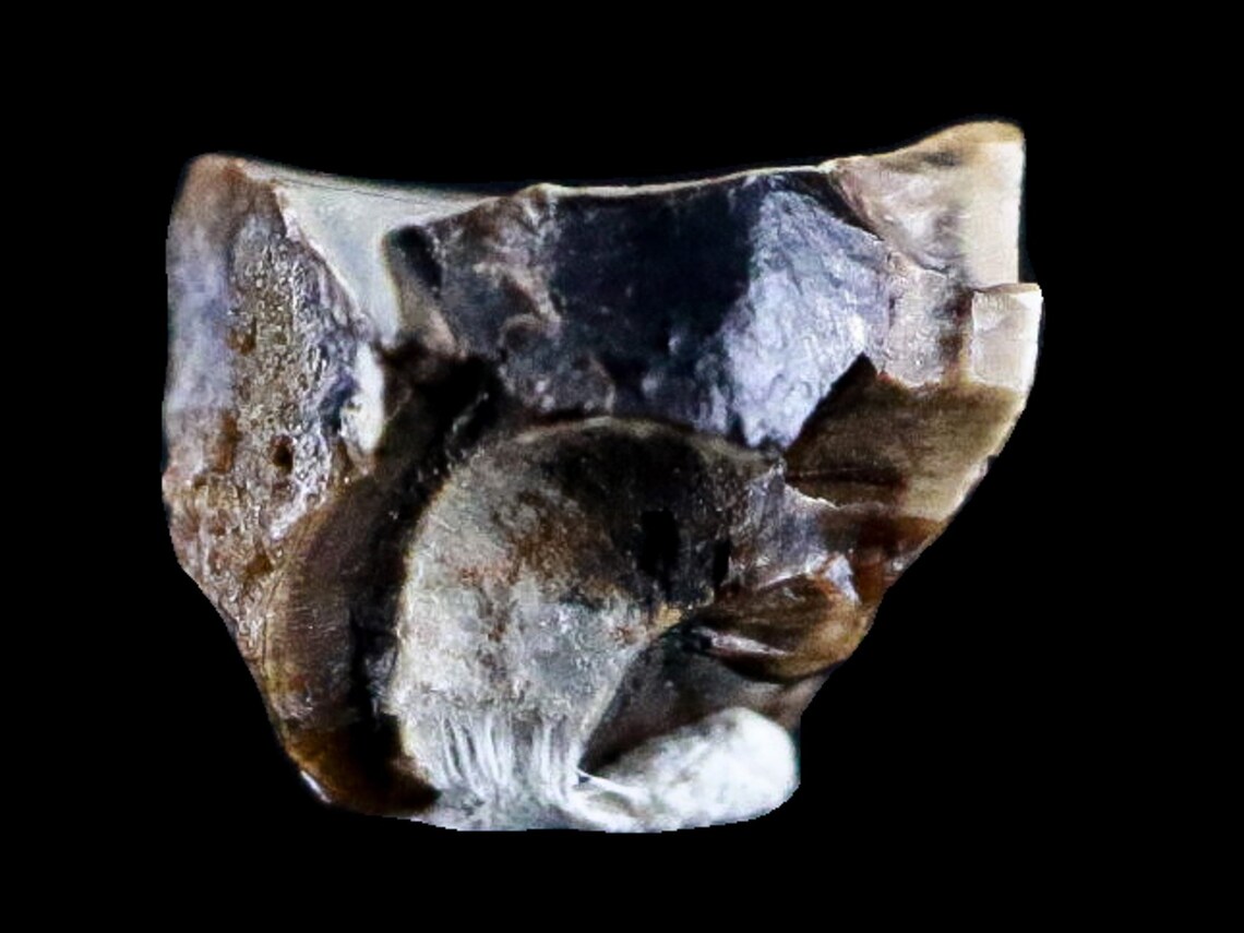 corythosaurus fossil