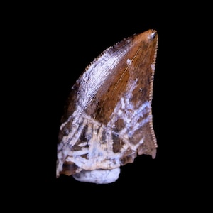 0.4&quot; Nanotyrannus Tyrannosaurus Fossil Tooth Dinosaur Hell Creek Montana Certificate Of Authenticity Free Display and Shipping