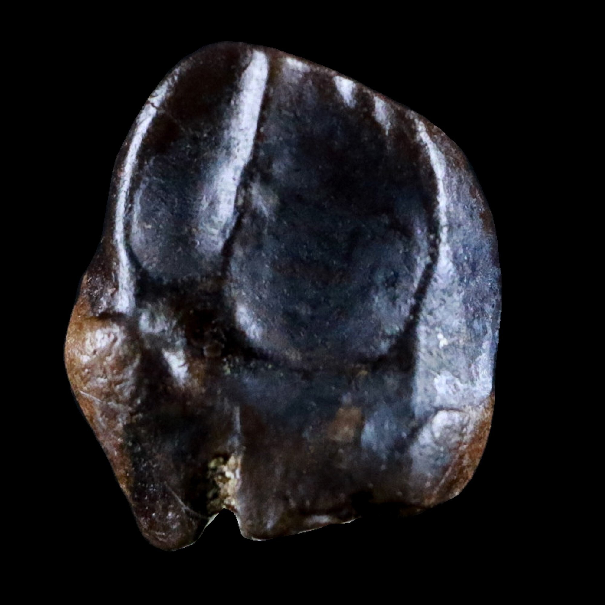centrosaurus fossil