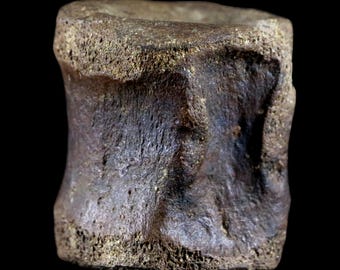 1.5&quot; Brachylophosaurus Fossil Vertebrae Bone Cretaceous Dinosaur Judith River Formation MT Certificate of Authenticity Free Shipping