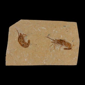 2 2匹のエビの化石 Carpopenaeus 白亜紀 1億年前 セノマニアン層 レバノン 真正証明書付き 送料無料