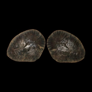 May include: Two dark brown, oval-shaped objects with a radial pattern and a shiny, reflective surface. The objects are set against a black background, highlighting their texture and form. The overall aesthetic suggests a natural, organic theme.