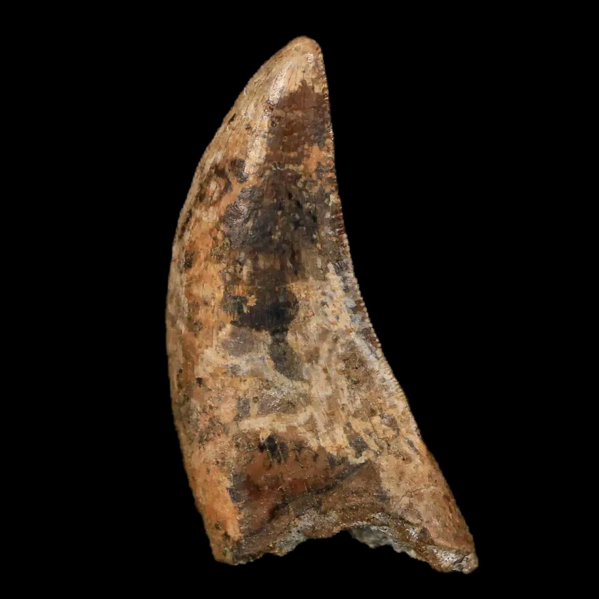 『レア！』　ナノティラヌス　実物歯化石 ナノティラヌス実物歯化石 a-5 | paleo-science