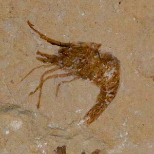 1インチの化石エビ カルポペナエウス 白亜紀 1億年前 セノマニアン層 レバノン 真正証明書付き 送料無料