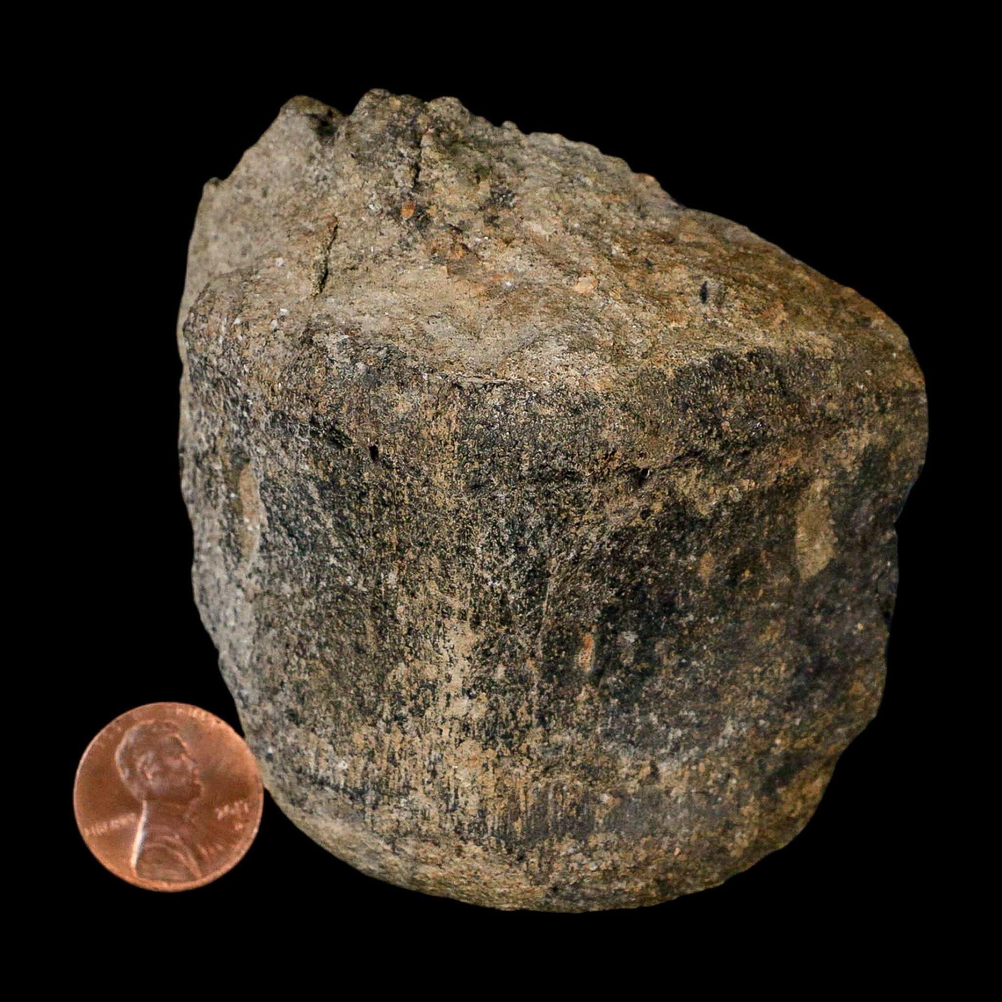 3インチ ヒパクロサウルス恐竜化石 椎骨 2個 メディシン層 モンタナ州