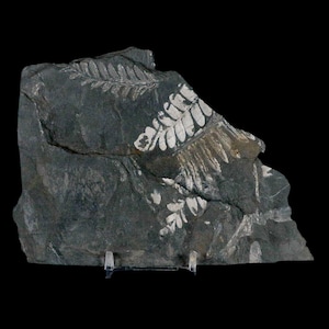 6&quot; Alethopteris Fern Plant Leaf Fossil Carboniferous Age Llewellyn Formation ST Clair, COA Free Stand and Shipping