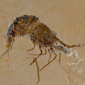 1.6インチ 化石エビ カルポペナエウス 白亜紀 1億年前 セノマニアン層 レバノン 真正証明書付き 送料無料