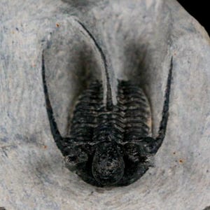 1.6インチ スカビリスキュテラム三葉虫化石 デボン紀 モロッコ 4億年前