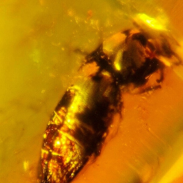 Burmese Insect Amber Coleoptera Beetle Burmite Fossil Cretaceous Dinosaur Era Hukawng Valley Burma Free Shipping