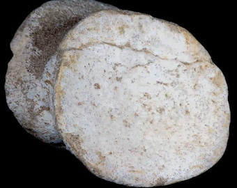 3.8&quot; Plesiosaur Fossil Vertebrae Cretaceous Dinosaur Era Khouribga Morocco Zarafasaura Certificate of Authenticity Free Shipping