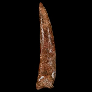 1.3&quot; Pterosaur Coloborhynchus Fossil Tooth Upper Cretaceous Kem Kem Basin Morocco Certificate Of Authority Free Display and Free Shipping