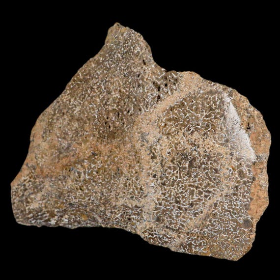 5.2インチ 化石恐竜宝石骨カット研磨スラブアゲート恐竜骨モロッコ送料