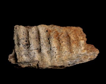 本物のエドモントサウルスの歯の化石 - ハドロサウルス恐竜 - 白亜紀
