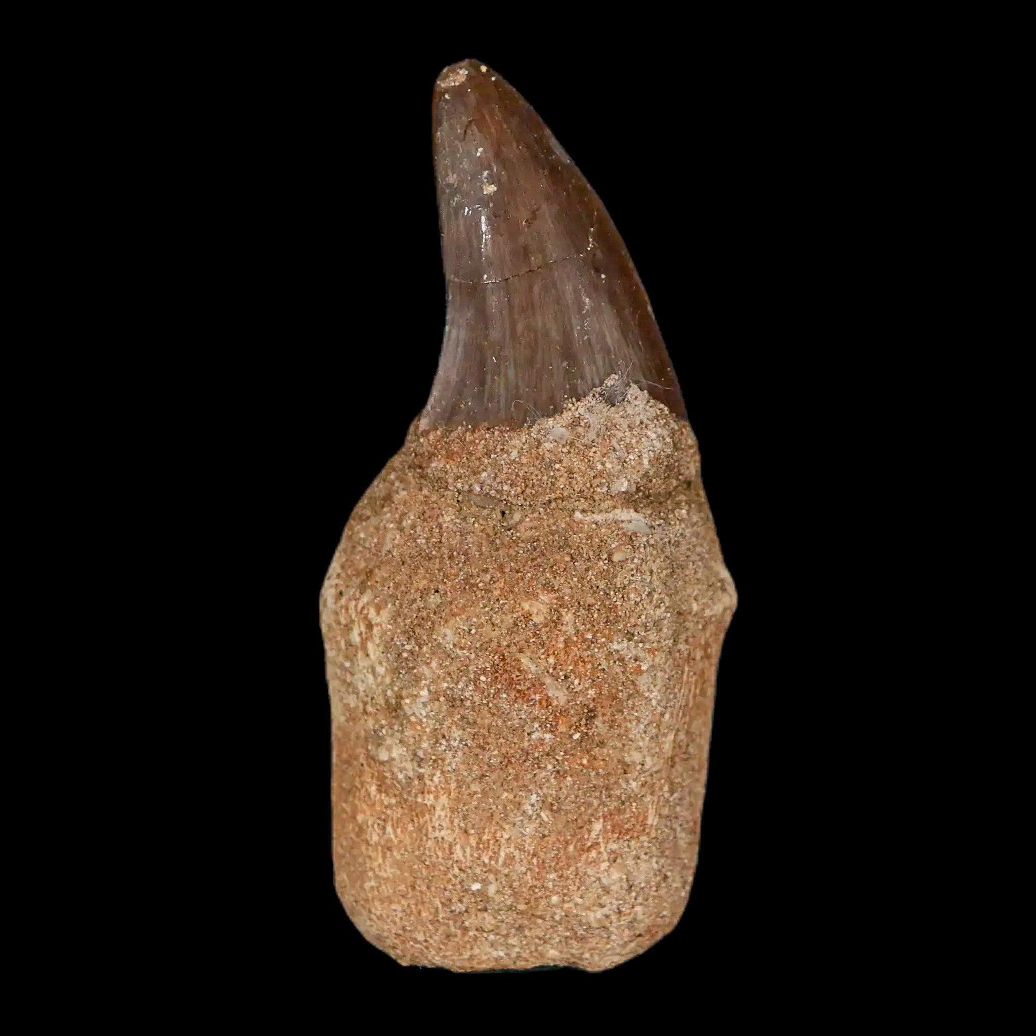 2.1インチ モササウルス プログナトドン 化石 歯 根付いた 白亜紀 恐竜