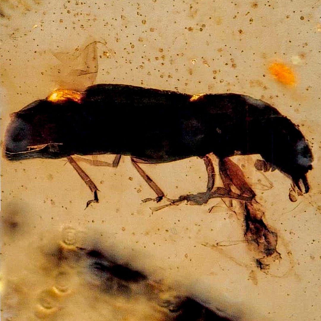 Burmese Insect Amber Coleoptera Beetle Bug Fossil Cretaceous Dinosaur ...