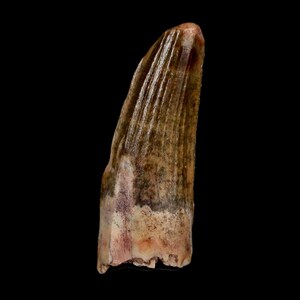Suchomimus Tooth - Etsy