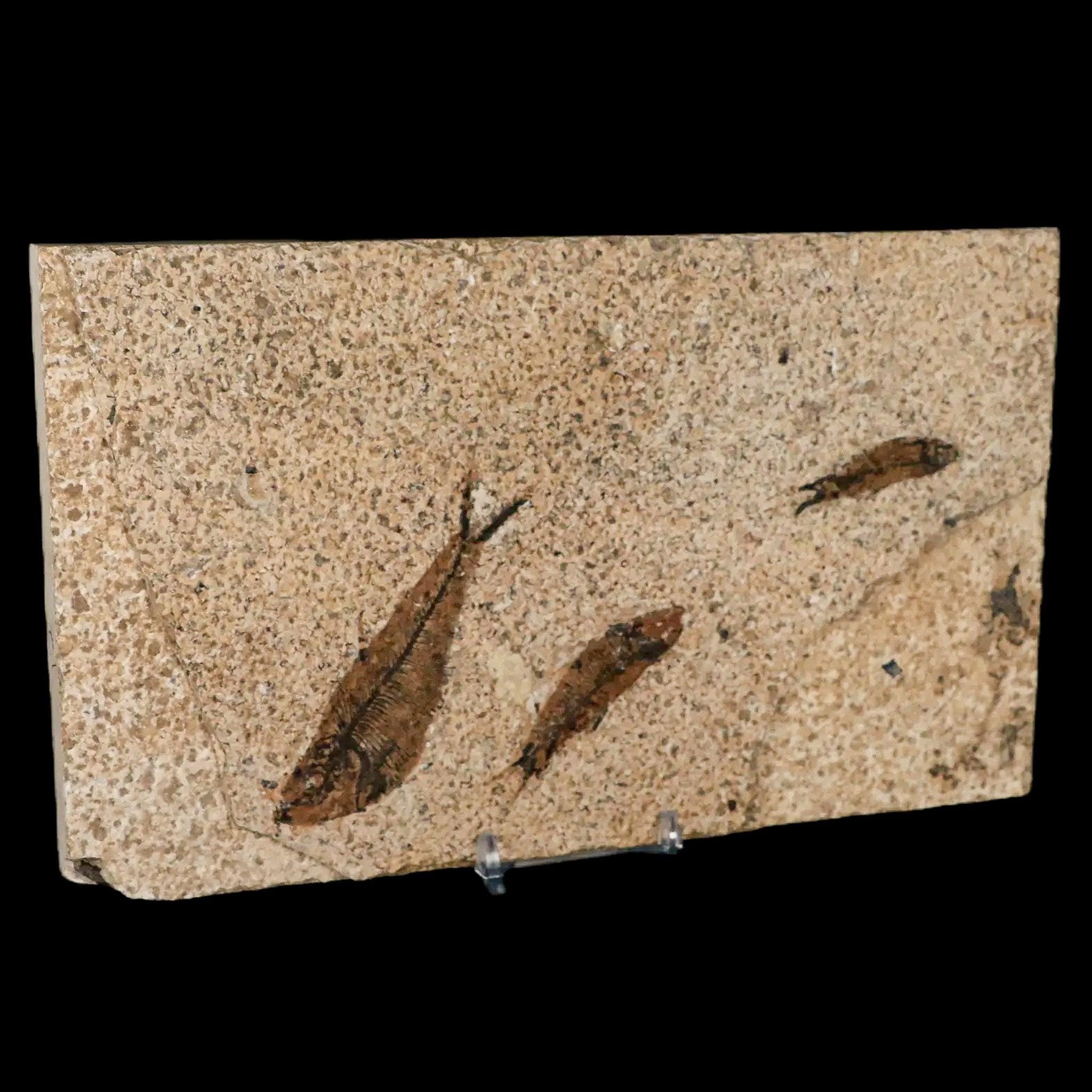 3 3匹のディプロミストゥス・デンタトゥス化石魚、グリーンリバー層
