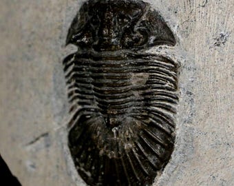 1.6インチ スカブリスクテラム三葉虫化石 デボン紀 モロッコ 4億年前