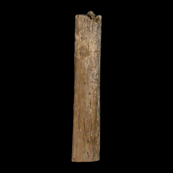 1.6インチ ハドロサウルス恐竜の腱化石 ランスクリーク層 白亜紀