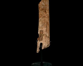 6.3" Hadrosaur Dinosaur Fossil Rib Bone Hell Creek Formation Montana Certificate Of Authenticity Free Stand and Shipping
