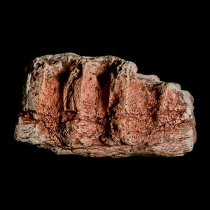 2.1&quot; Triceratops Fossil Jaw Section Specimen Lance Creek Wyoming Late Cretaceous Dinosaur Certificate of Authenticity Free Shipping