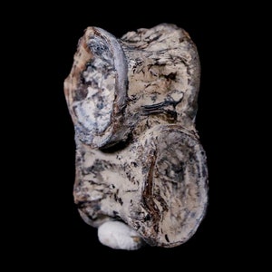 1.4&quot; Xiphactinus Audax Fossil Vertebrae Cretaceous Era Fish Niobrara Formation Kansas Free Shipping