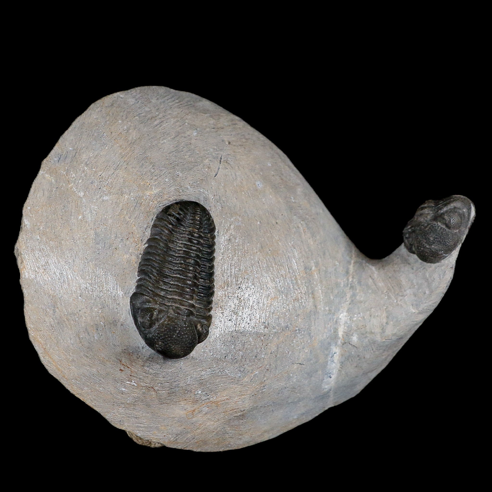 1.5インチのモロコプス三葉虫化石2個、デボン紀、モロッコ産、4億年前