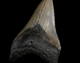 3.2インチ品質メガロドンサメの歯鋸歯状化石サウスカロライナ天然中新