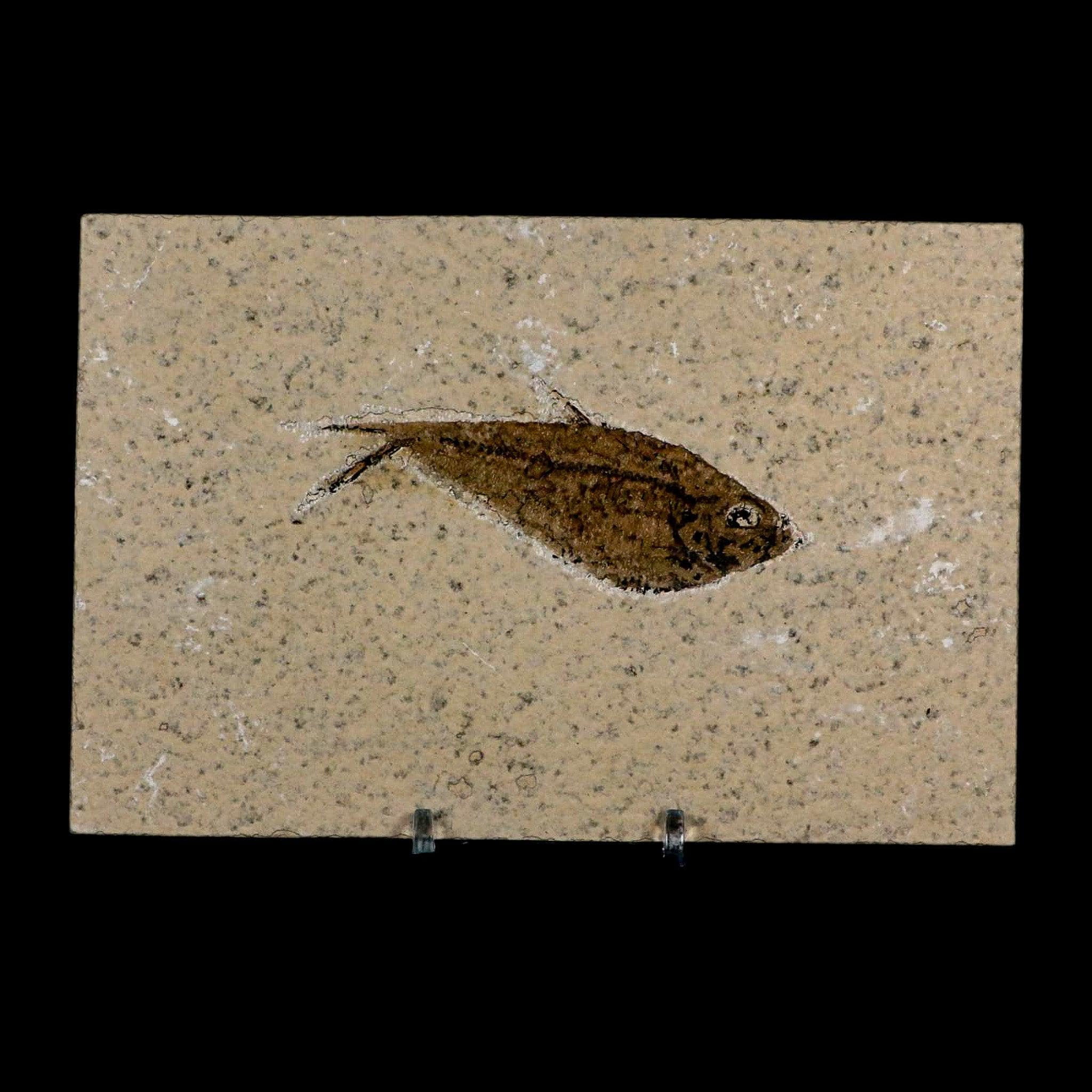 3.1インチ ディプロミストゥス デンタトゥス 化石魚 グリーンリバー層