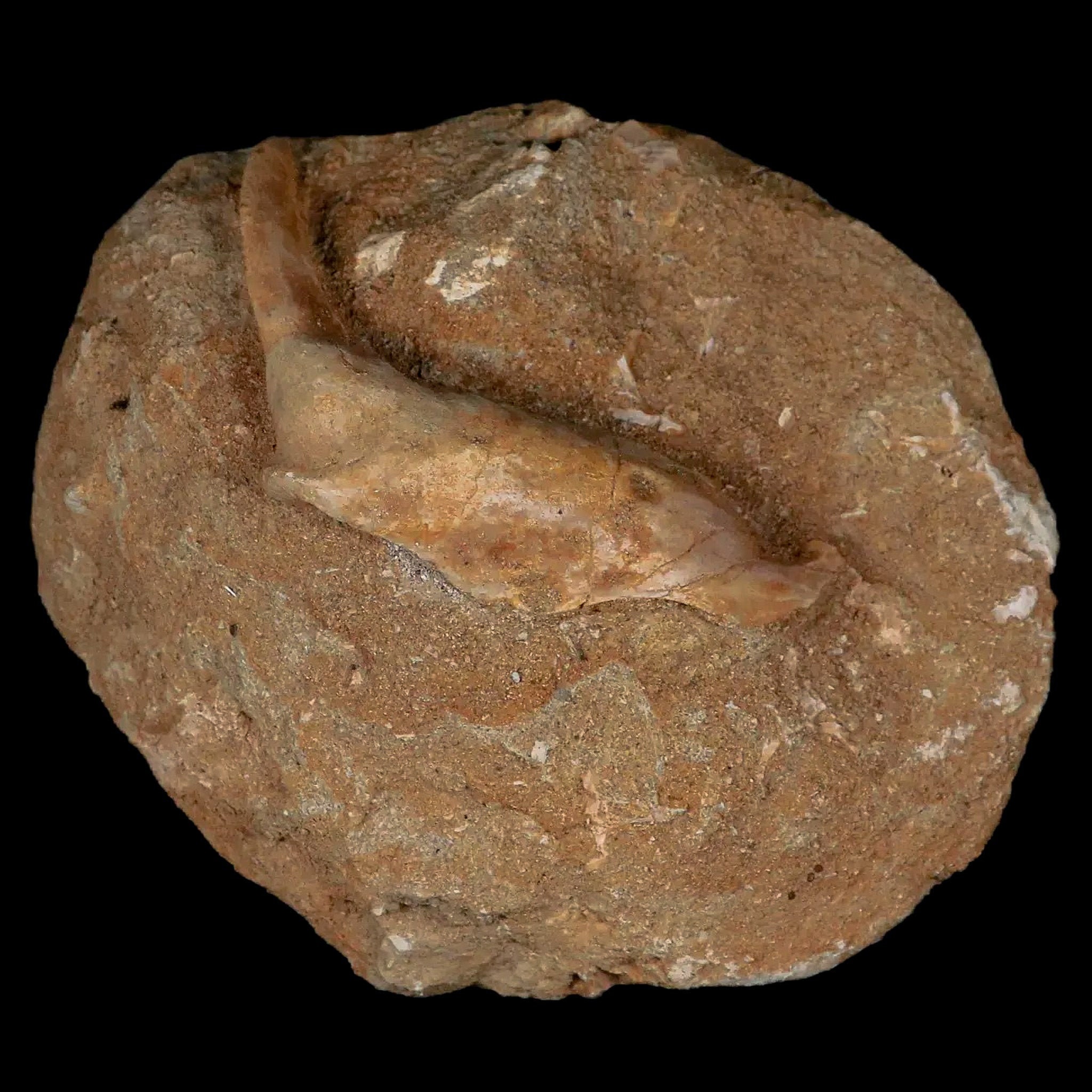 FossilAgeMinerals - Etsy 日本