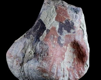 4.3" Maiasaura Hadrosaur Dinosaur Limb Bone Fossil Two Medicine Formation Montana Cretaceous Age Certificate of Authenticity Free Shiping
