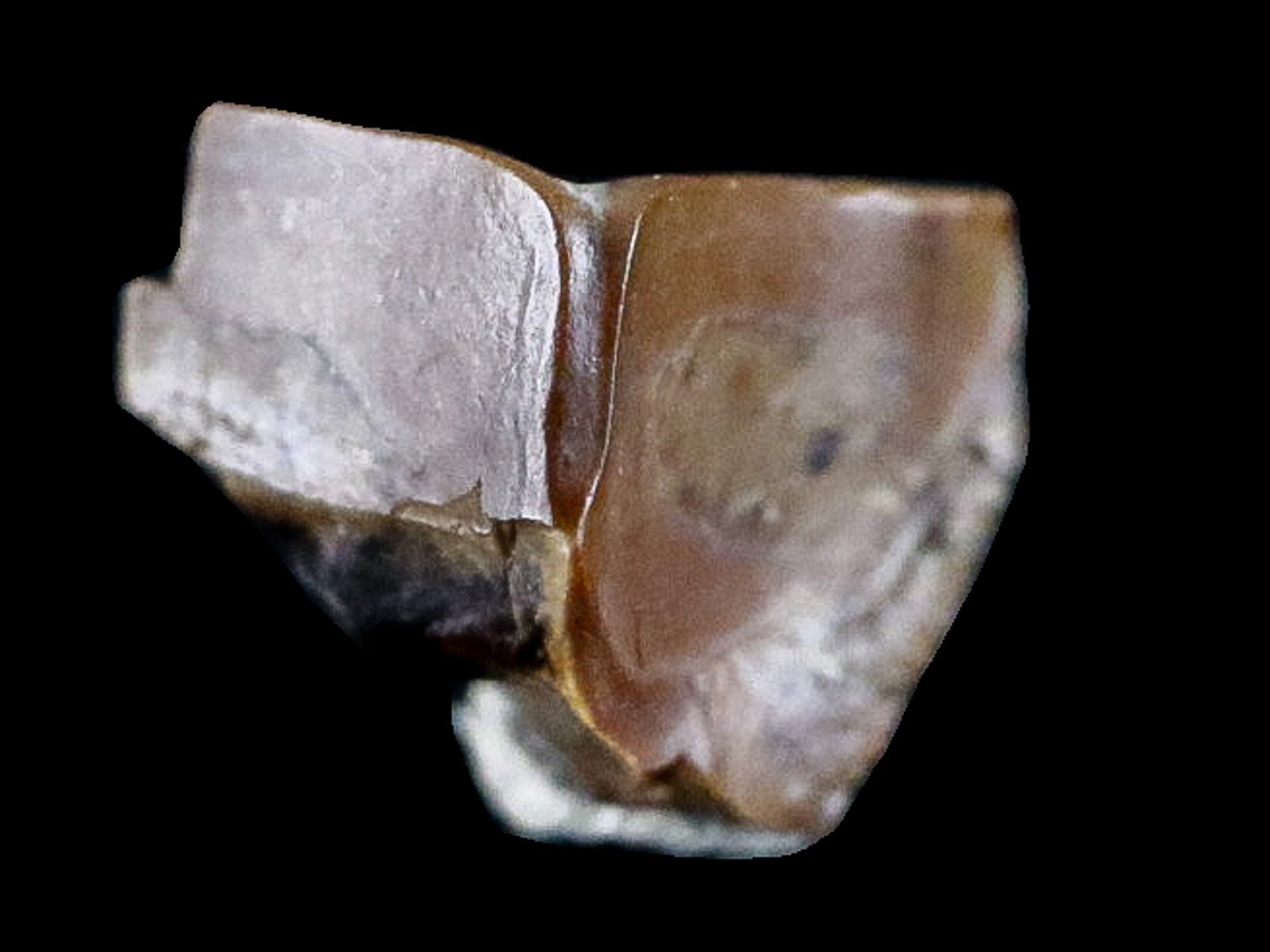 corythosaurus fossil