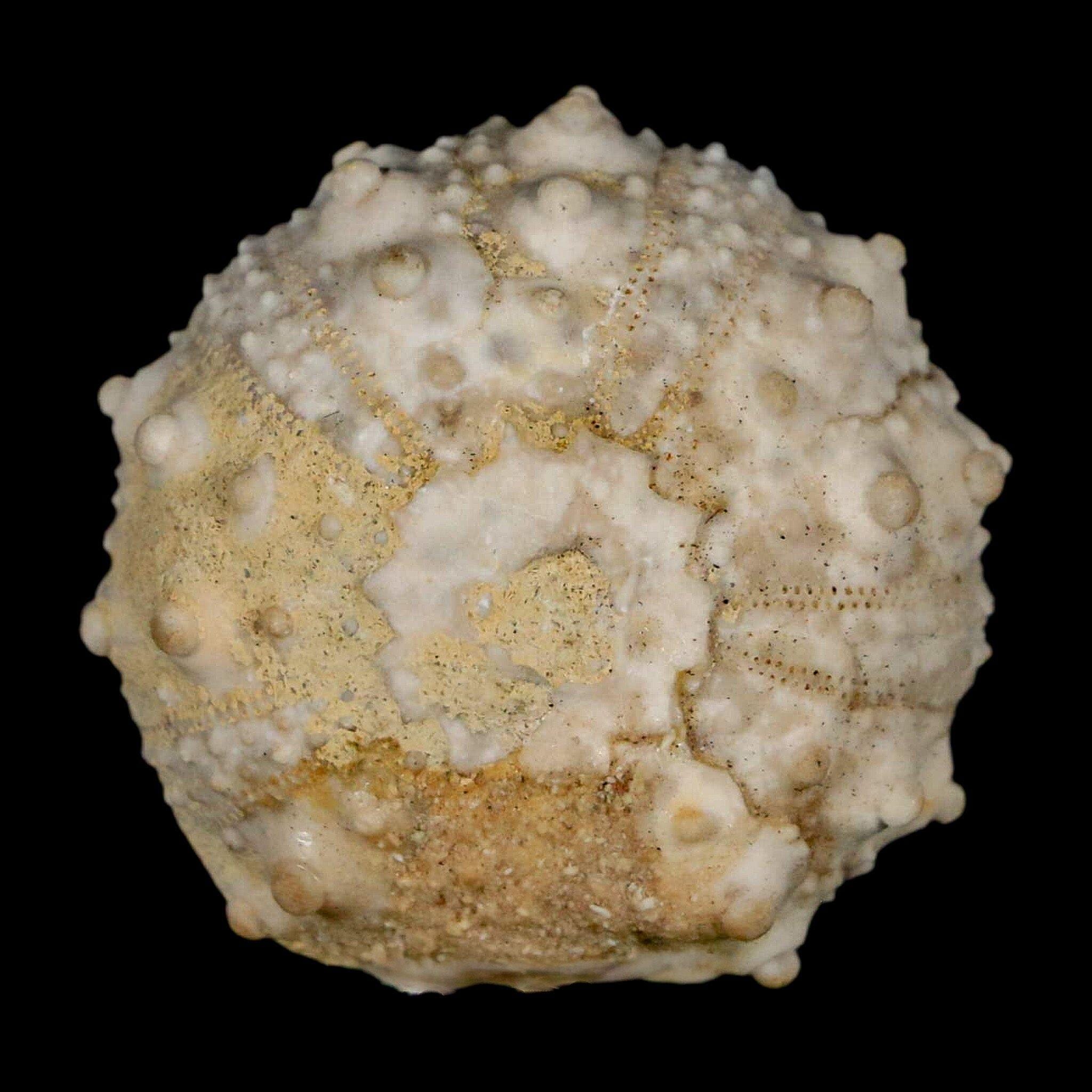 30MM Detailed Fossil Goniopygus Sp Sea Urchin Echinoid Cretaceous