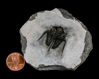 1.3インチ キファスピス・オタリオン 有棘三葉虫化石 モロッコ デボン