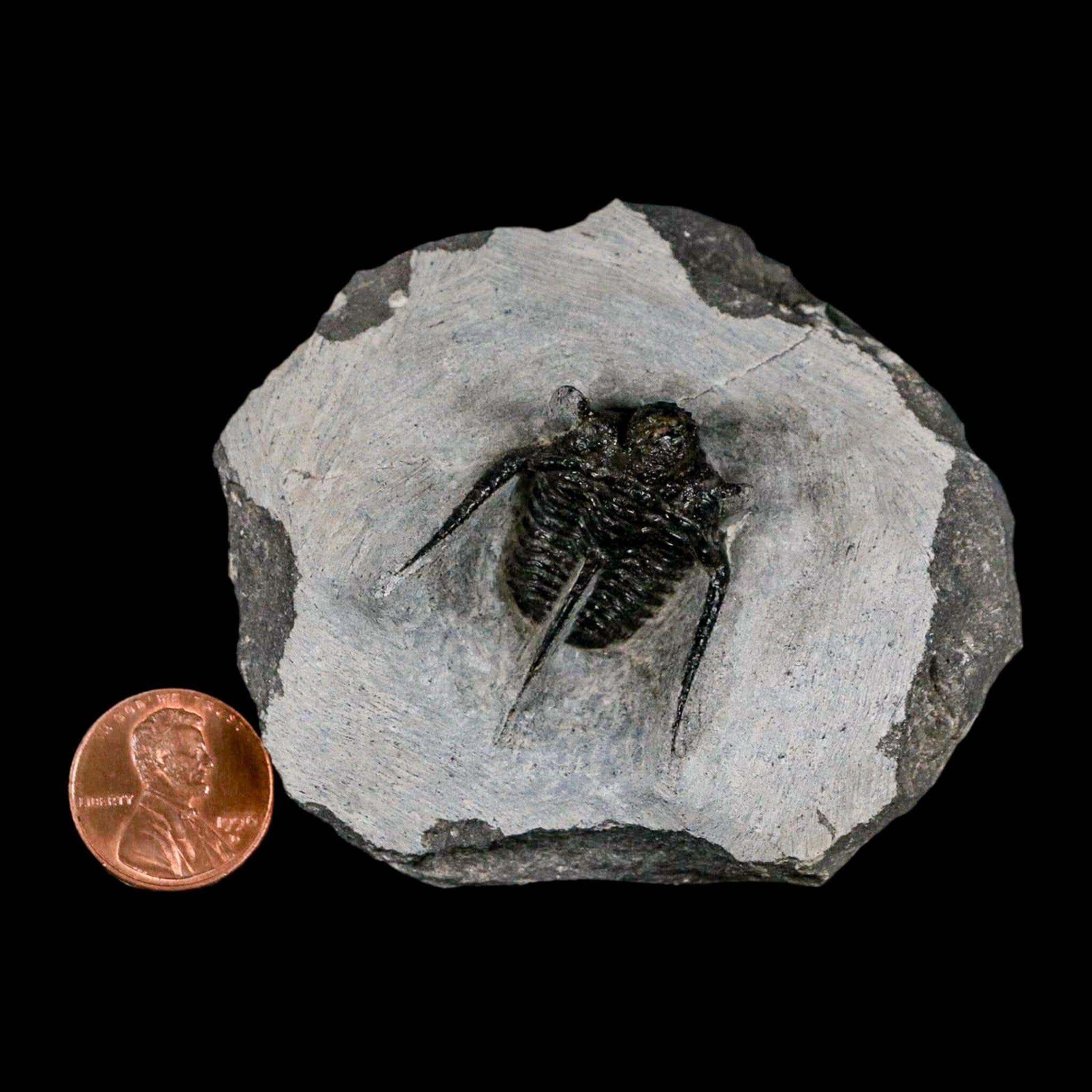 三葉虫 化石 キファスピス モロッコ産 1.3インチ キファスピス・オタリオン 有棘三葉虫化石 モロッコ