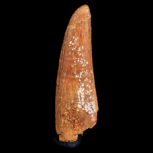 1.1&quot; Pterosaur Coloborhynchus Fossil Tooth Upper Cretaceous Kem Kem Basin Morocco Certificate Of Authority Free Display and Free Shipping