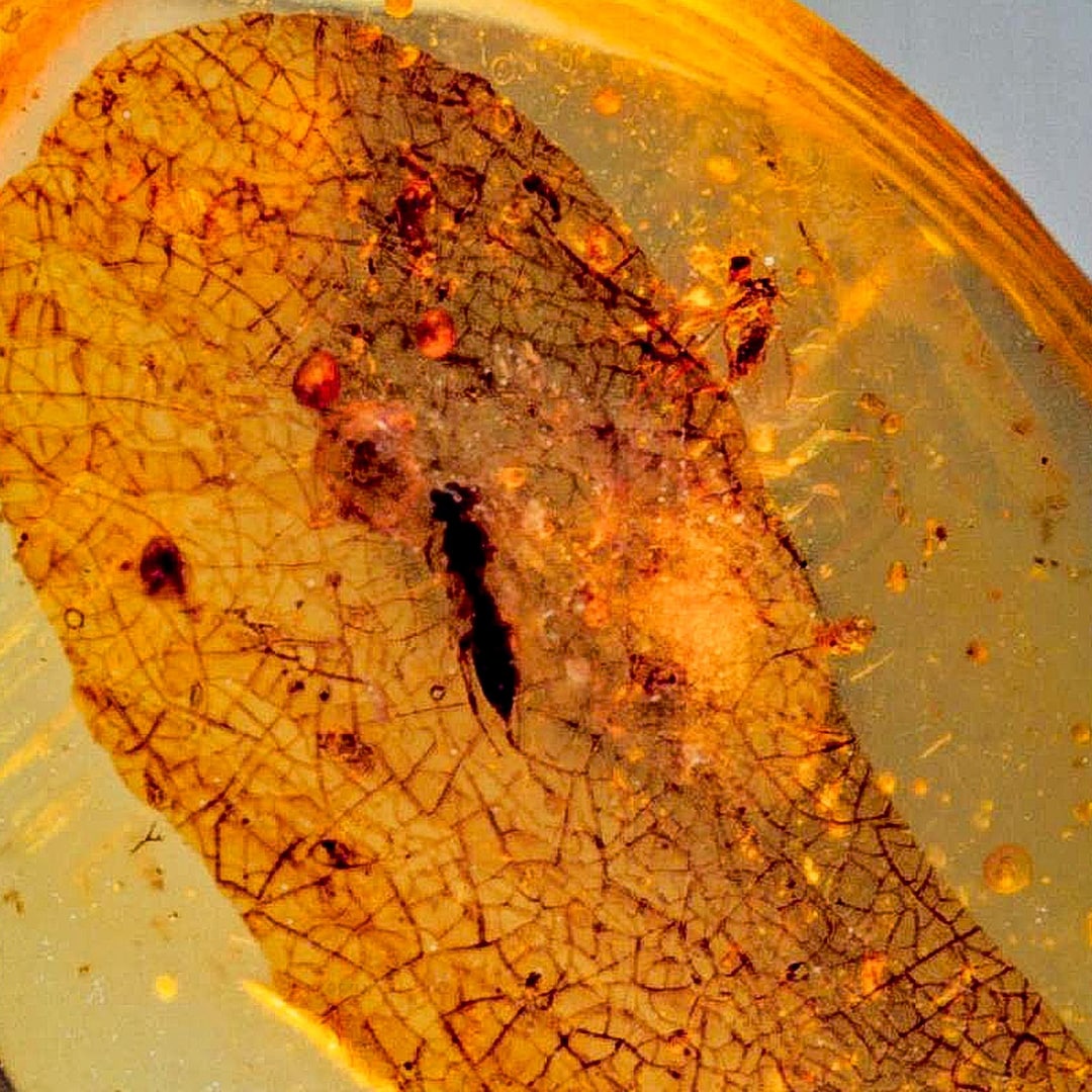 Burmese Insect Amber Hymenoptera Wasp Bee Fossil Cretaceous Dinosaur ...
