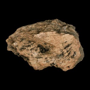 3.6&quot; Triceratops Fossil Frill Skull Bone Lance Creek Formation Cretaceous Dinosaur Wyoming Certificate of Authenticity Free Shipping