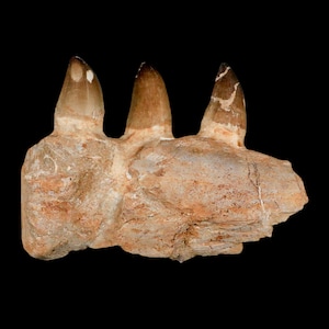 8&quot; Mosasaur Prognathodon Fossil Jaw Section Teeth Oued Zem Morocco Cretaceous Dinosaur Era COA Free Stand Free Shipping