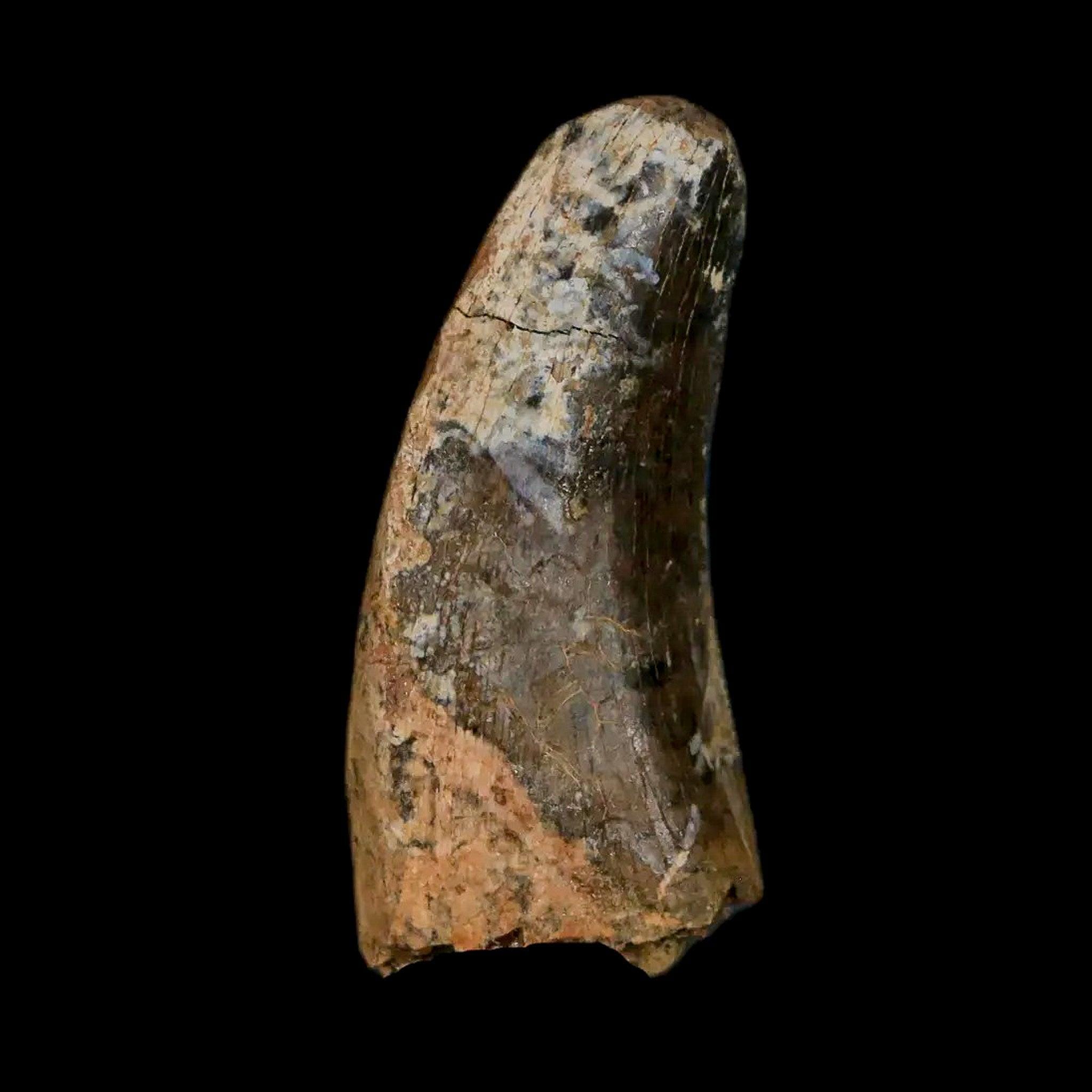 1.1インチ ナノティラヌス ティラノサウルス 化石 歯 恐竜 ランス